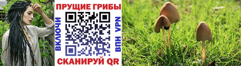 Купить  Альметьевск  Псилоцибиновые грибы Psilocybe 